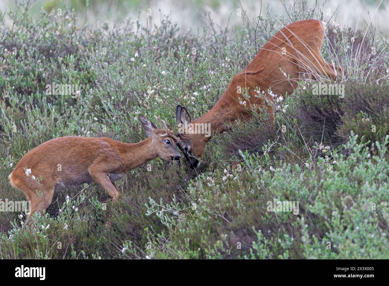 Cerfs rous de l'Ouest (Capreolus capreolus). Combat de roebuck adulte avec un mâle juvénile. Danemark Banque D'Images