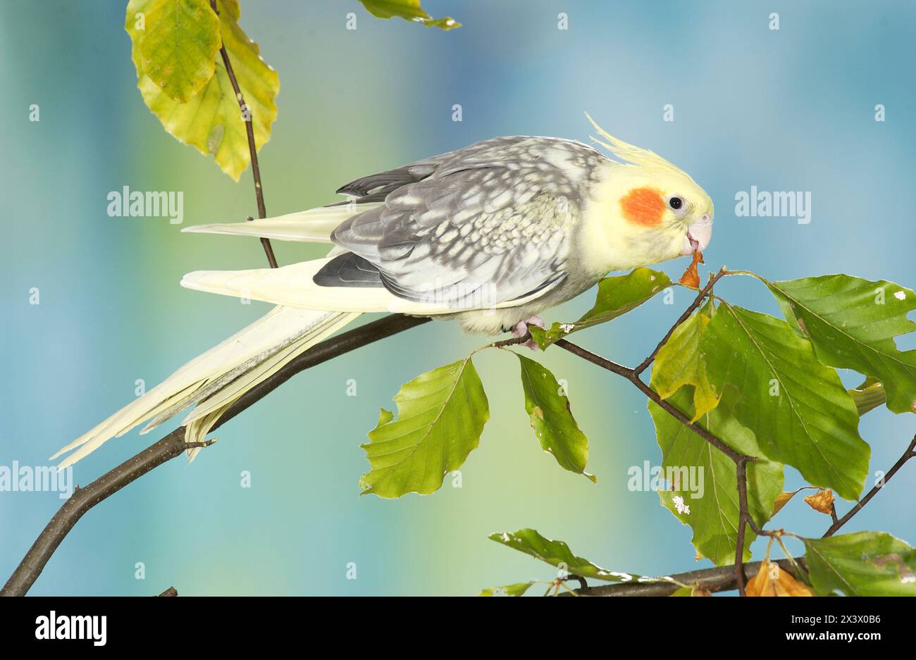 Cacatiel (Nymphicus hollandicus) perché sur une brindille de hêtre, grignotant sur une feuille. Allemagne Banque D'Images