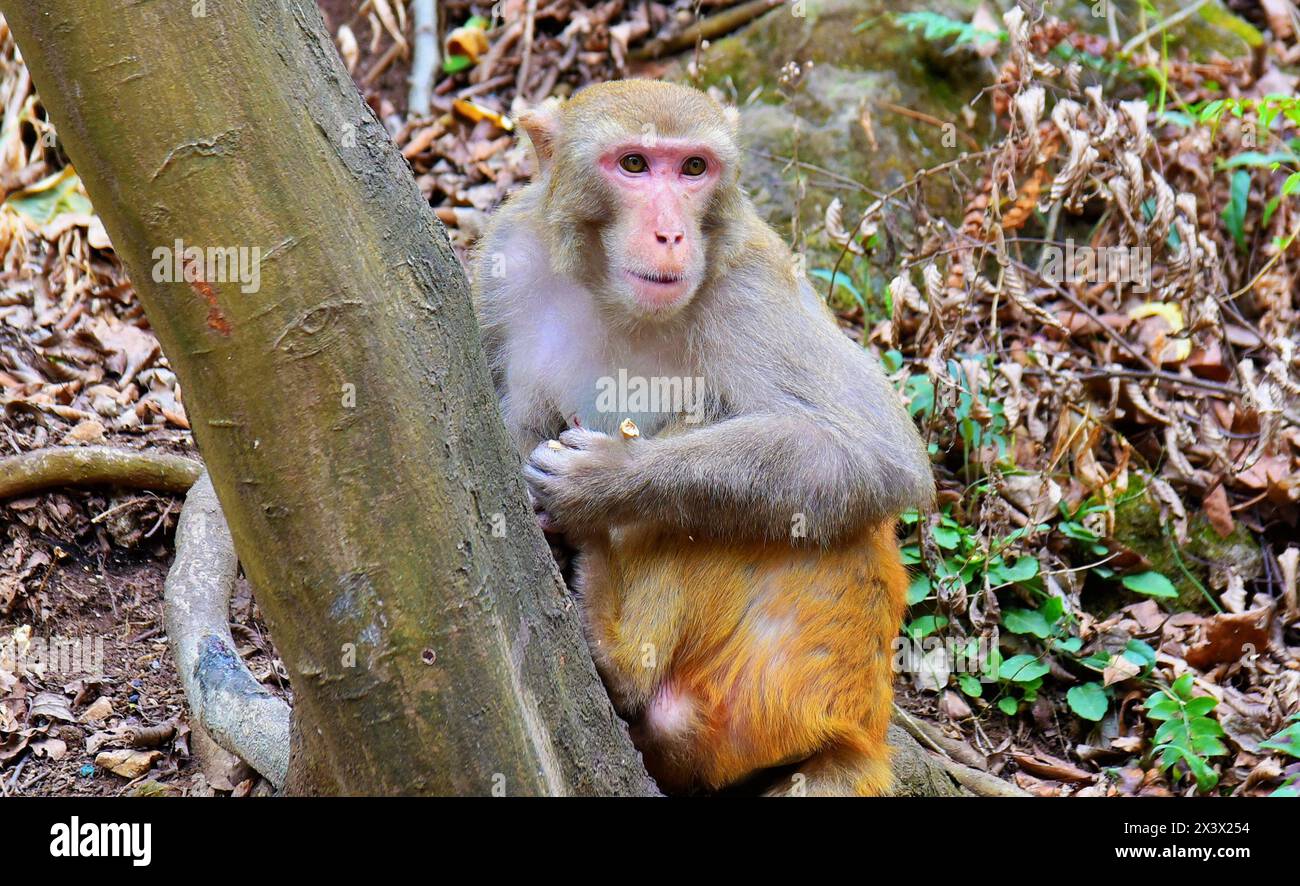 Singe sauvage en itinérance libre dans le parc de Qianling, ville de Guiyang, province de Guizhou, Chine Banque D'Images