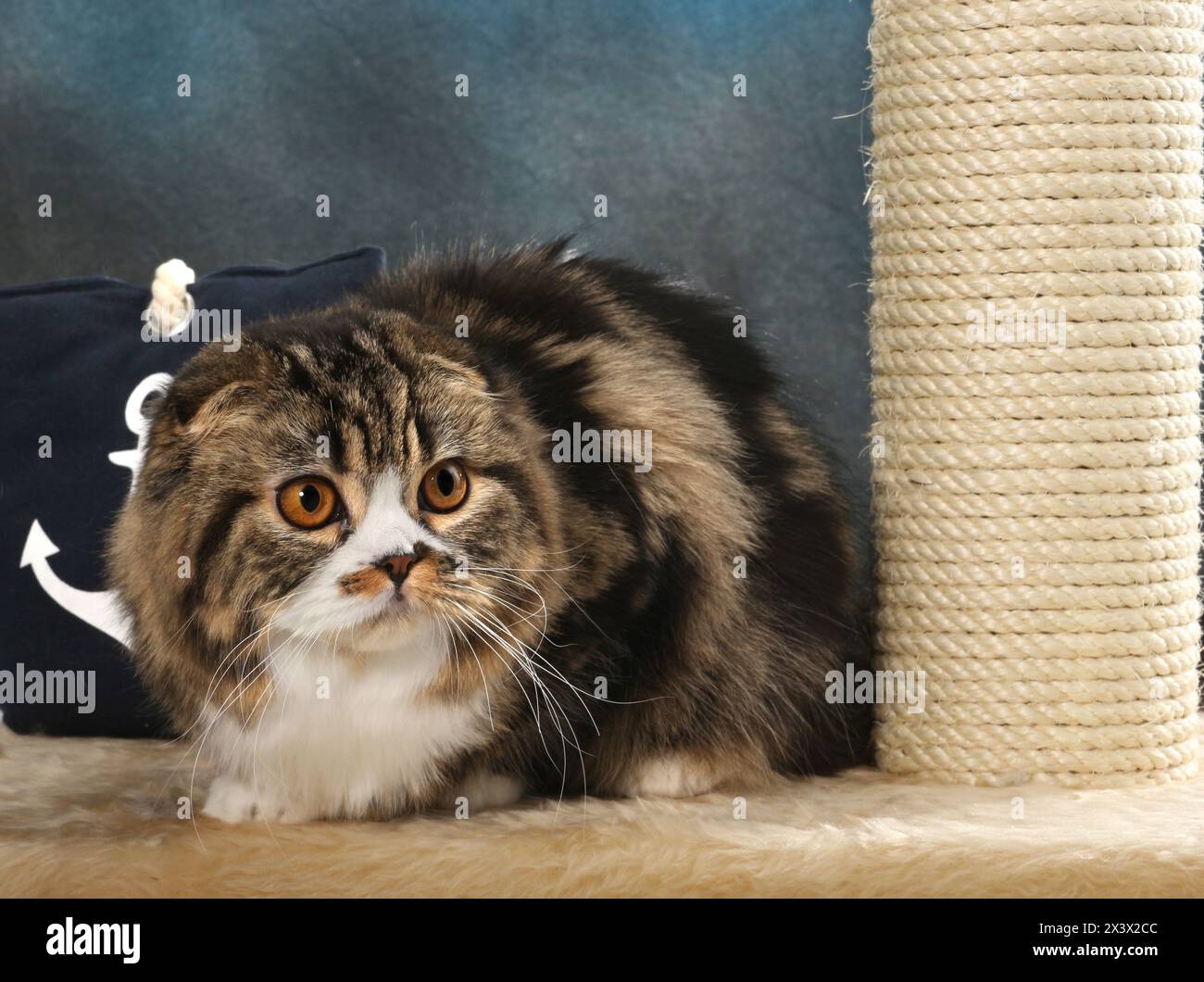 Scottish Fold. Un chat adulte couché à côté d'un oreiller avec motif d'ancre Banque D'Images