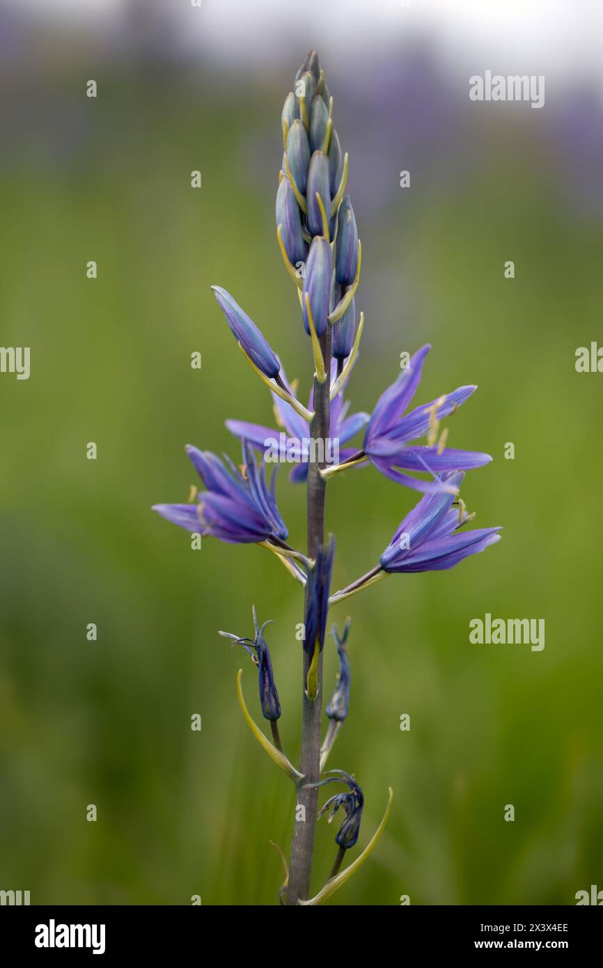 Gros plan de l'épi de fleur unique de Camassia leichtlinii dans un jardin au printemps Banque D'Images