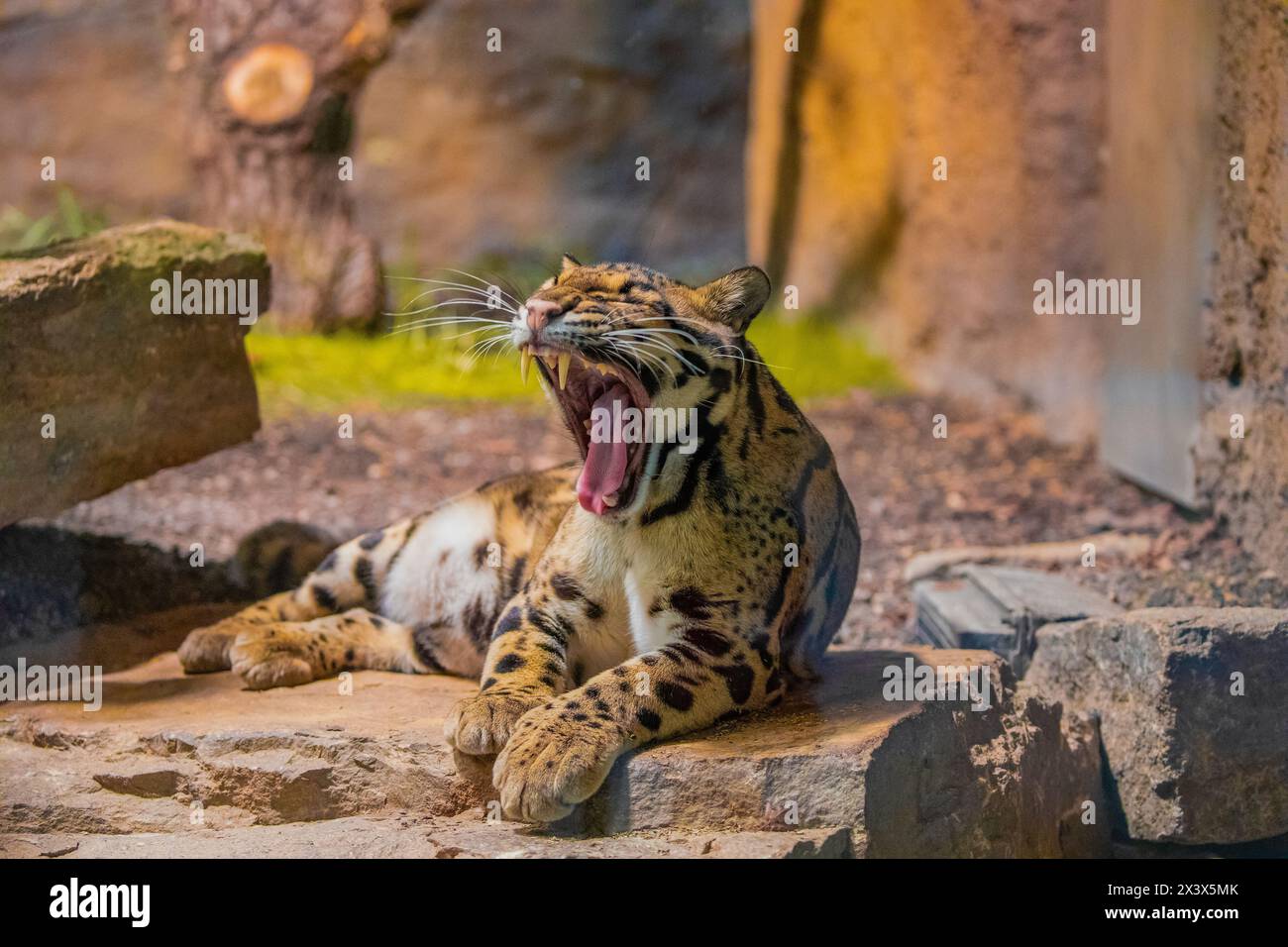 Chat sauvage léopard nuageux (Neofelis nebulosa) de l'Himalaya Asie du Sud-est Chine. très mignon chat à pois de taille moyenne gros plan en détail. préservez wild Banque D'Images