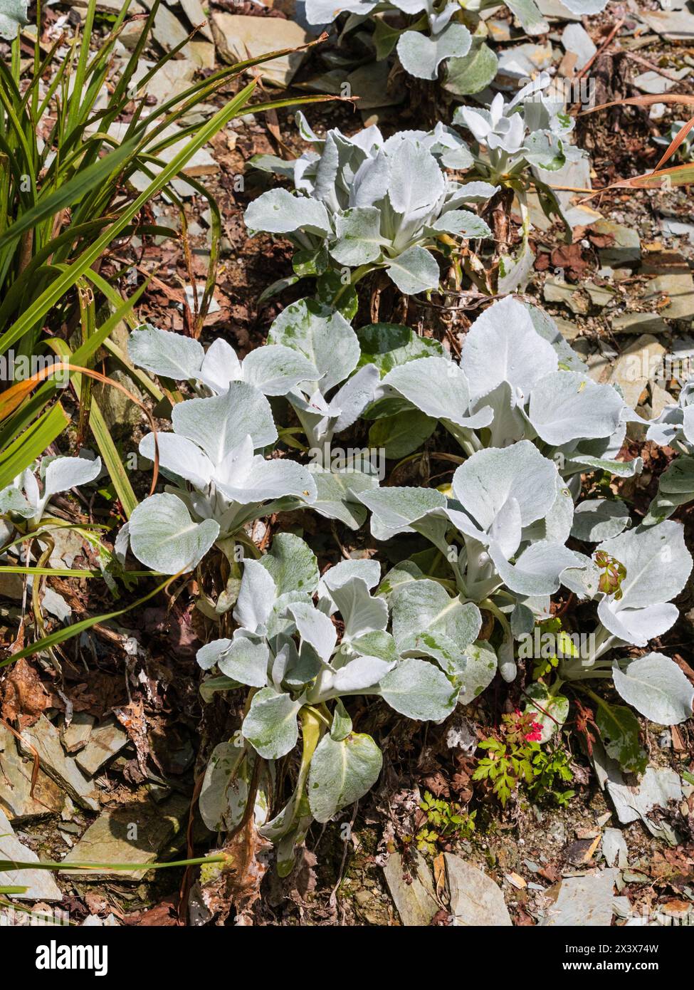 Grandes feuilles blanches argentées de Candicans Senecio 'Angel Wings' tendre au gel, une literie d'été ou une plante contaier Banque D'Images