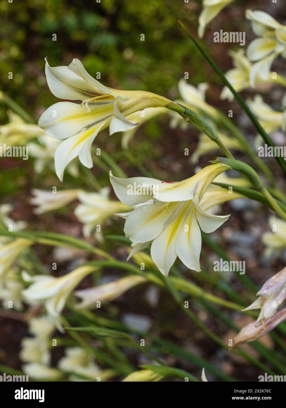Fleurs pâles du bulbe vivace rustique à floraison printanière sud-africaine, Gladiolus tristis Banque D'Images