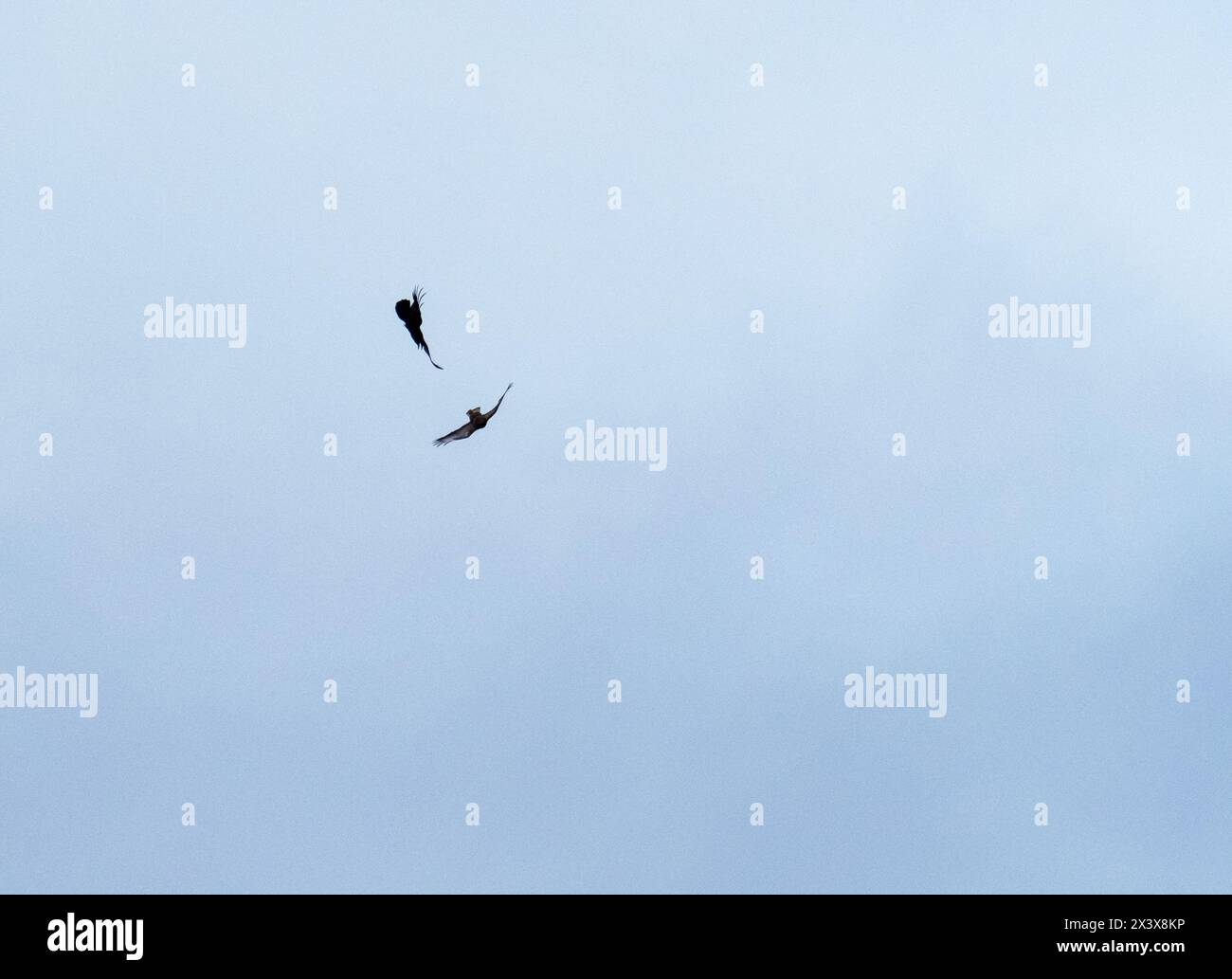 A Raven, Corvus corax mobbing a Eurasian Buzzard, Buteo buteo à Ambleside, Cumbria, Royaume-Uni. Banque D'Images