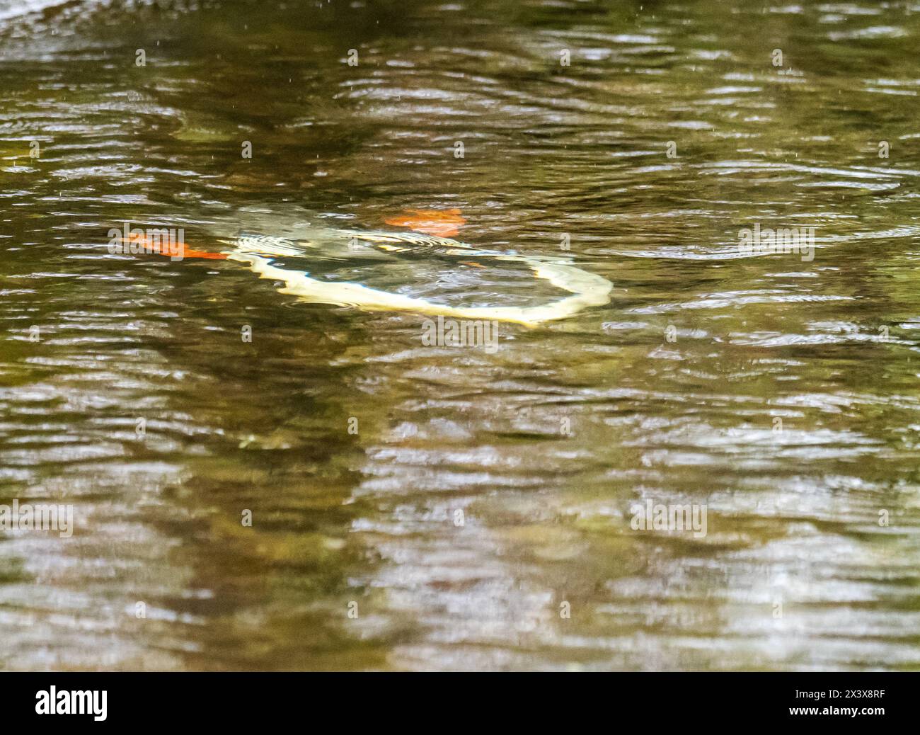 Un goosandre mâle, Mergus merganser sous l'eau, plongeant à la recherche de poissons sur la rivière Rothay à Ambleside, Cumbria, Royaume-Uni. Banque D'Images