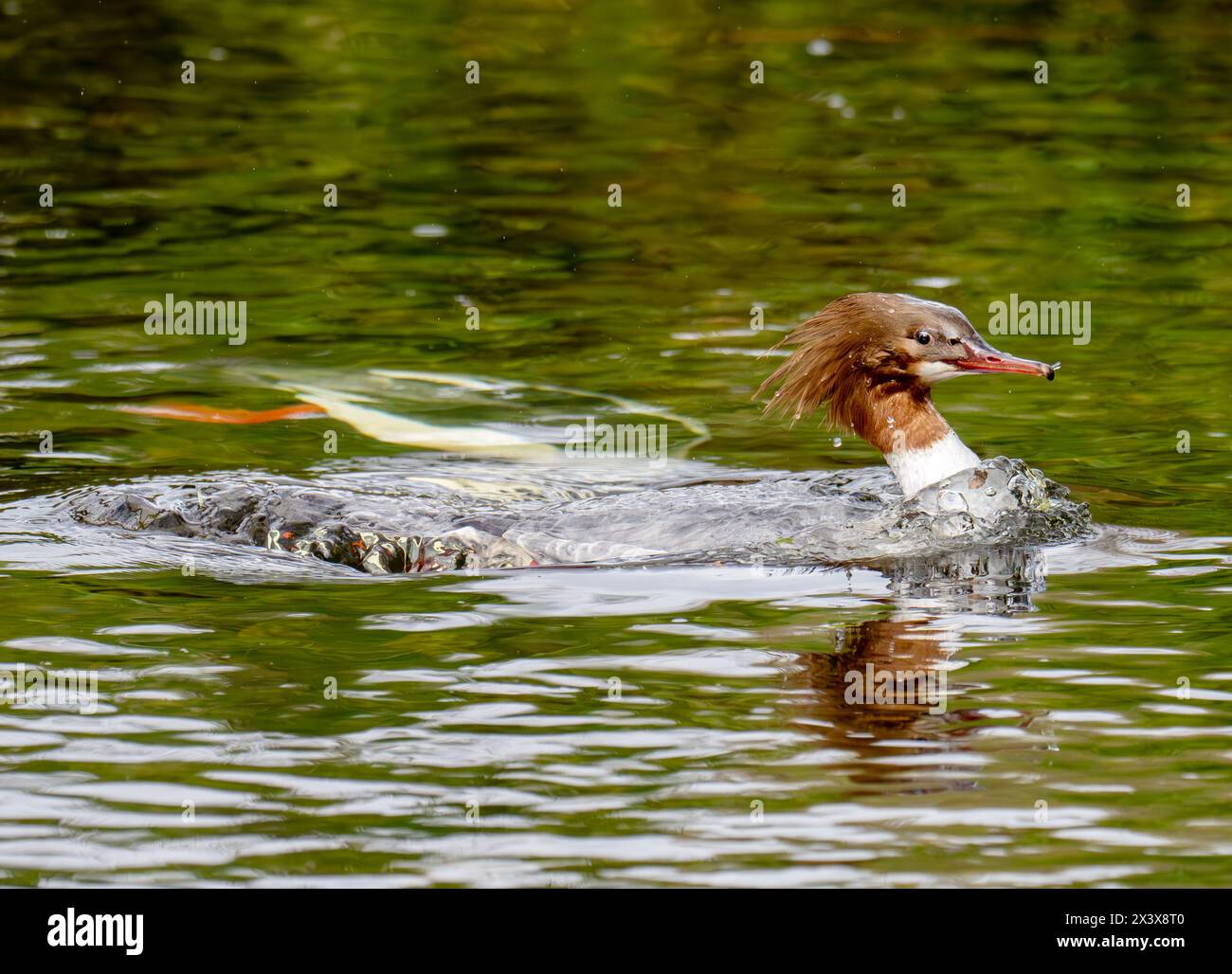 Une femelle Goosander, Mergus merger avec le mâle plongeant sous elle sur la rivière Rothay à Ambleside, Cumbria, Royaume-Uni. Banque D'Images