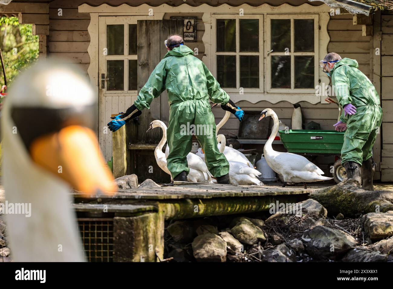 Hattingen, Allemagne. 29 avril 2024. Deux assistants ont tiré quelques cygnes et canards dans un enclos pendant un exercice de lutte contre les maladies animales. En coopération avec d'autres districts, le district d'Ennepe-Ruhr répète ce qu'il faut faire en cas d'épidémie de grippe aviaire. Crédit : Christoph Reichwein/dpa/Alamy Live News Banque D'Images