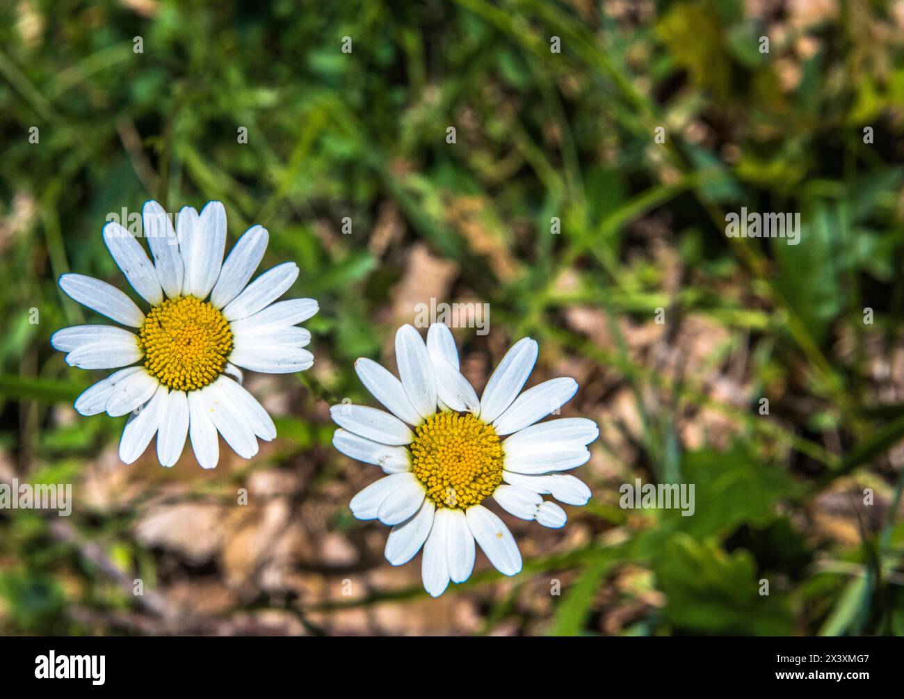 France, Périgord, Dordogne, deux fleurs de Marguerite de chien (Chrysanthemum leucanthemum) dans un pré fleuri au printemps Banque D'Images