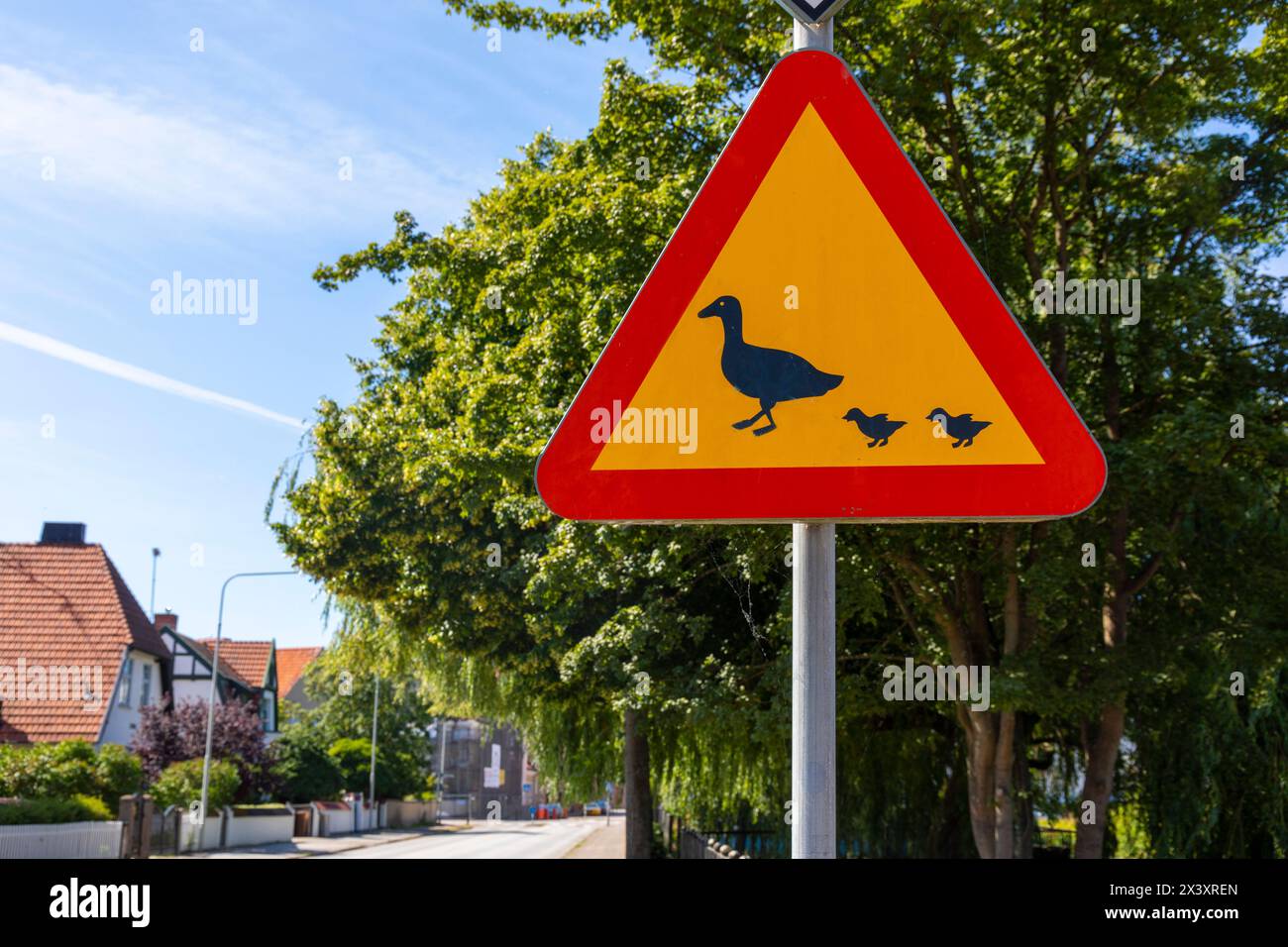 Europe, Scandinavie, Suède. Scania. Landskrona. Passe des canards Banque D'Images