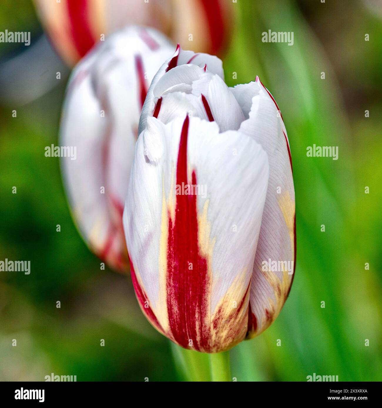 Tulip. Beau bouquet de tulipes. tulipes colorées. tulipes au printemps tulipes colorées, Banque D'Images