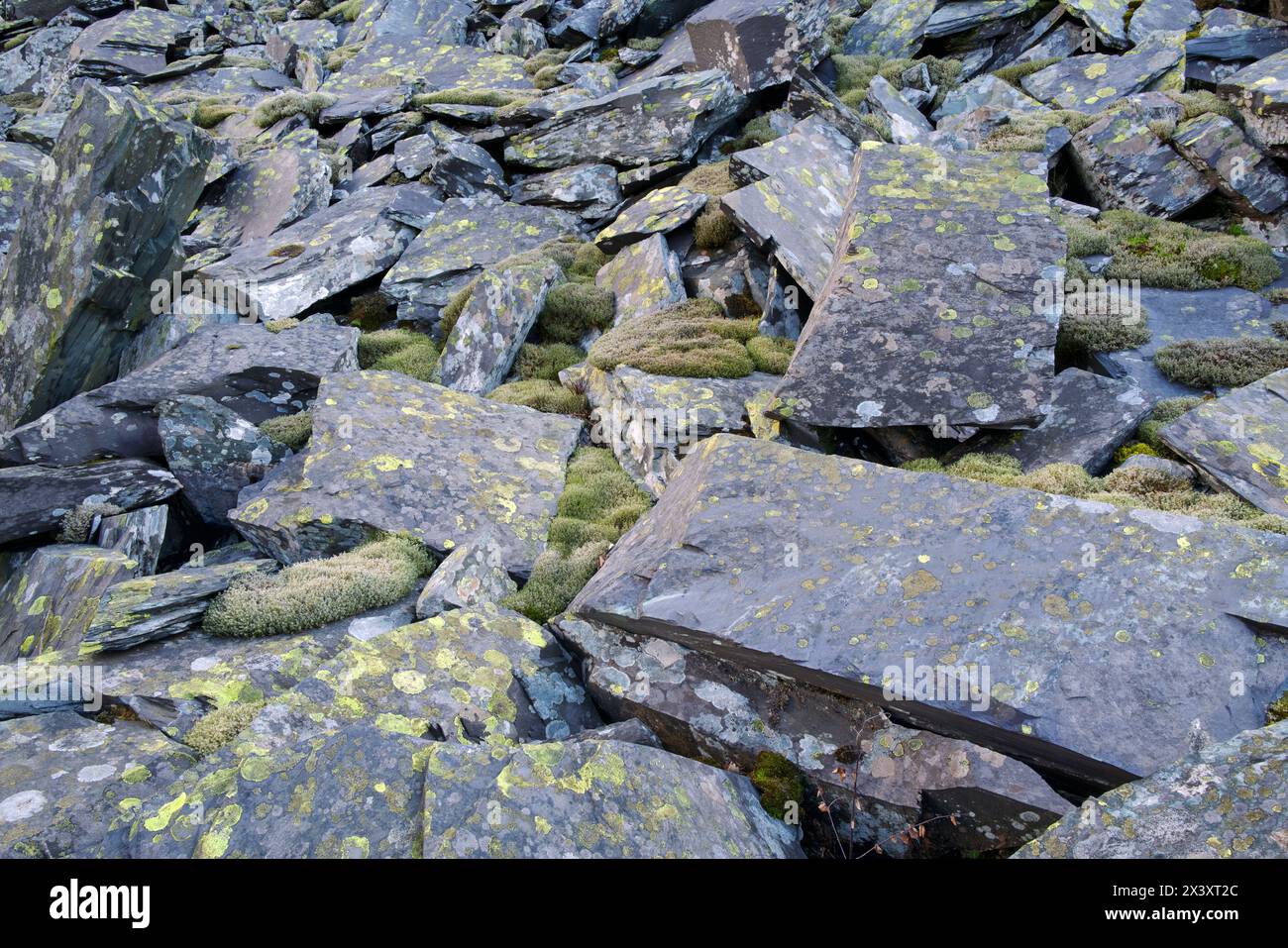 Ici, la mousse Racomitrium lanuginosum et les lichens tels que Rhizocarpon geographicum poussent sur l'ardoise dans la carrière d'ardoise de Penrhyn dans le nord du pays de Galles. Banque D'Images