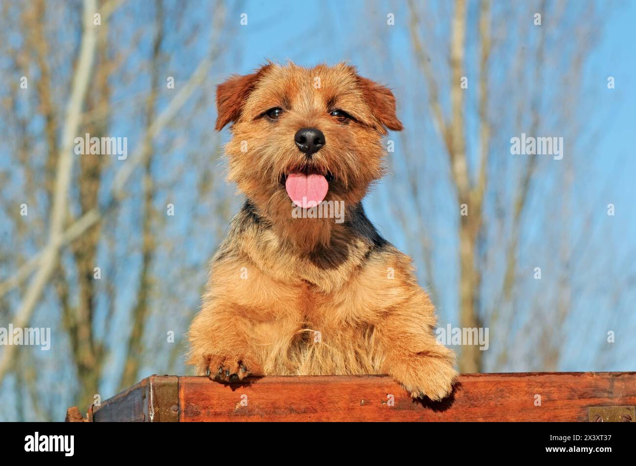 Portrait de chien de terrier de Norfolk typique dans outdoos Banque D'Images