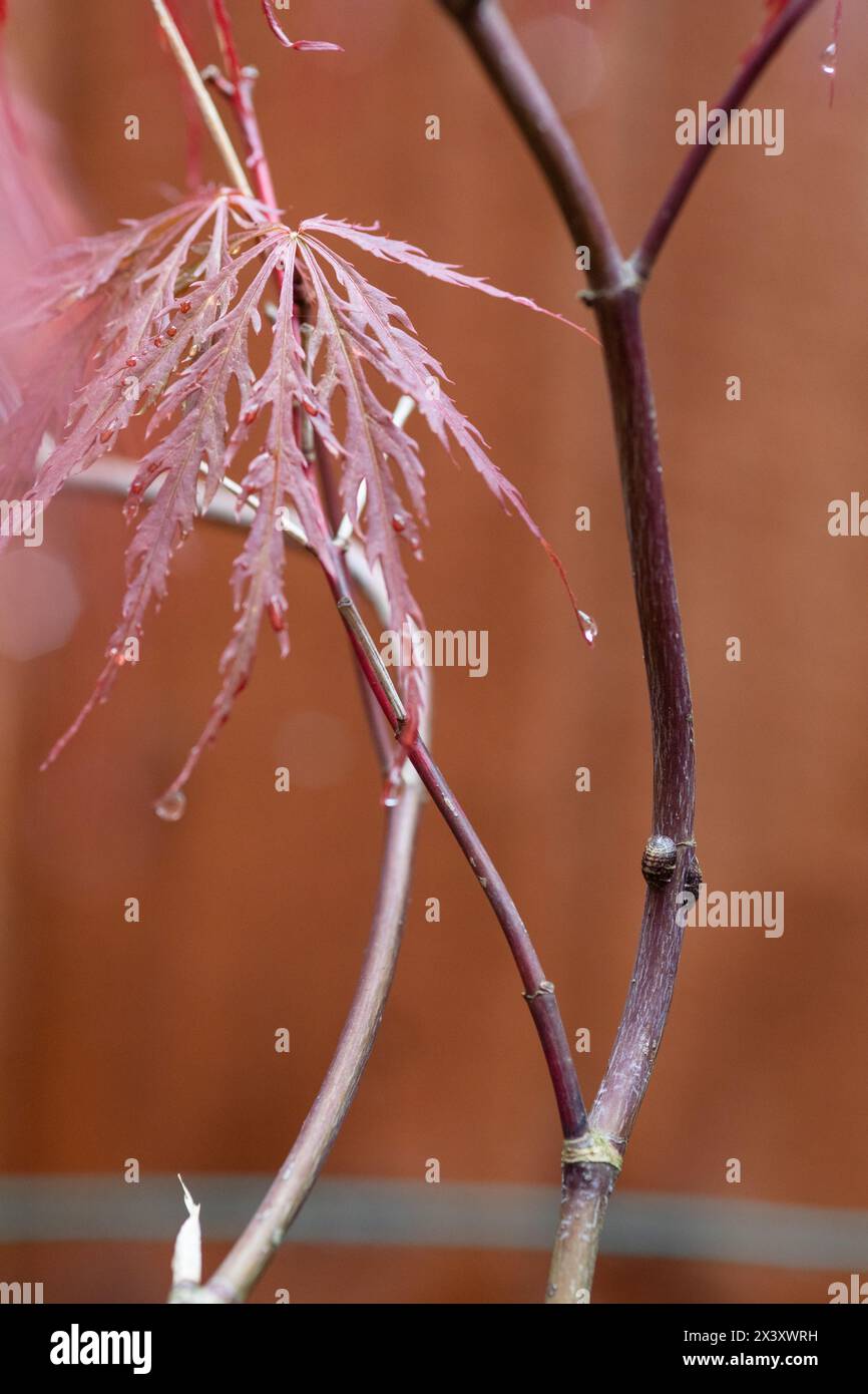 Écailler les insectes sur un érable japonais (Acer palmatum dissectum Firecracker) Banque D'Images