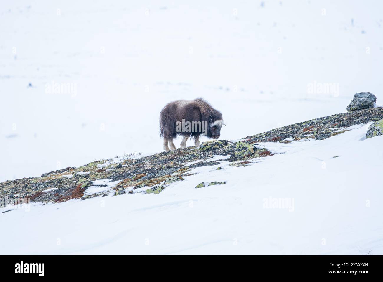 Beau portrait d'un bébé bœuf musqué se promène dans la neige à la recherche de quelque chose à manger parmi les pierres, les buissons et la mousse dans un paysage enneigé entre Mo Banque D'Images