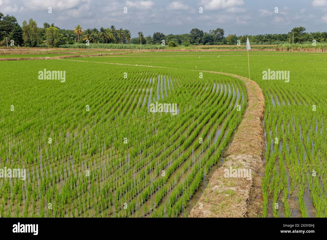Ban Chai Khao, Thai-Switerzland, Uthai Thani, Thaïlande Banque D'Images