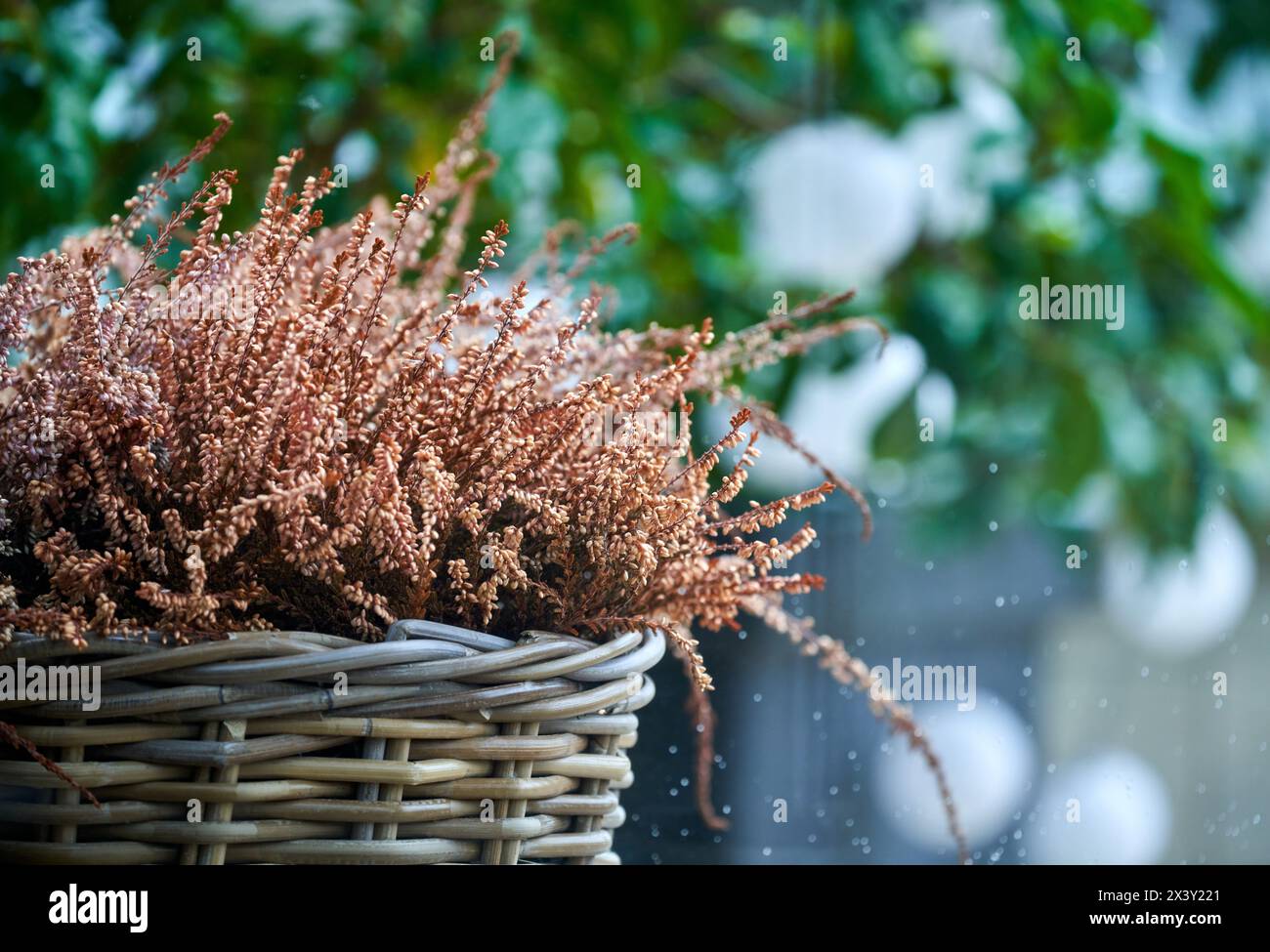 Plante en plein air à fleurs, pluie Banque D'Images