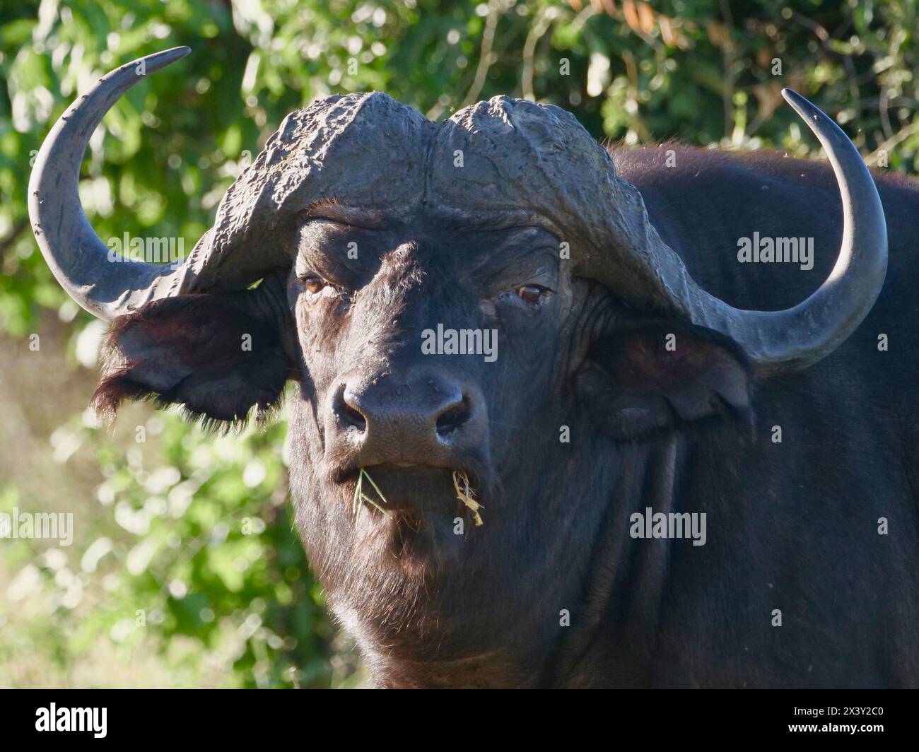 Büffel beim gras fressen Afrika Botswana Banque D'Images
