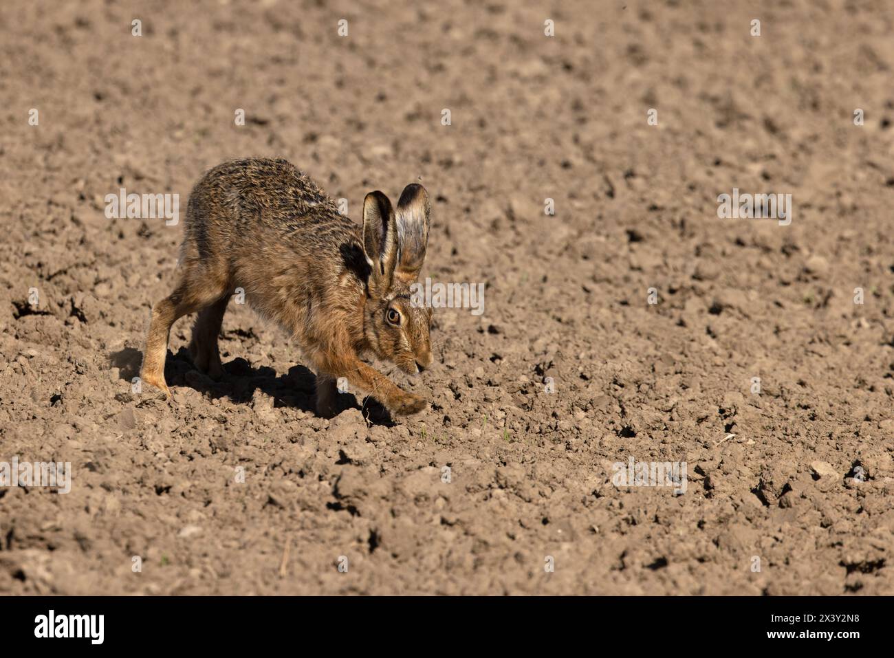 Lièvre brun (Lepus europaeus) Helpringham Fen Lincolnshire avril 2024 Banque D'Images