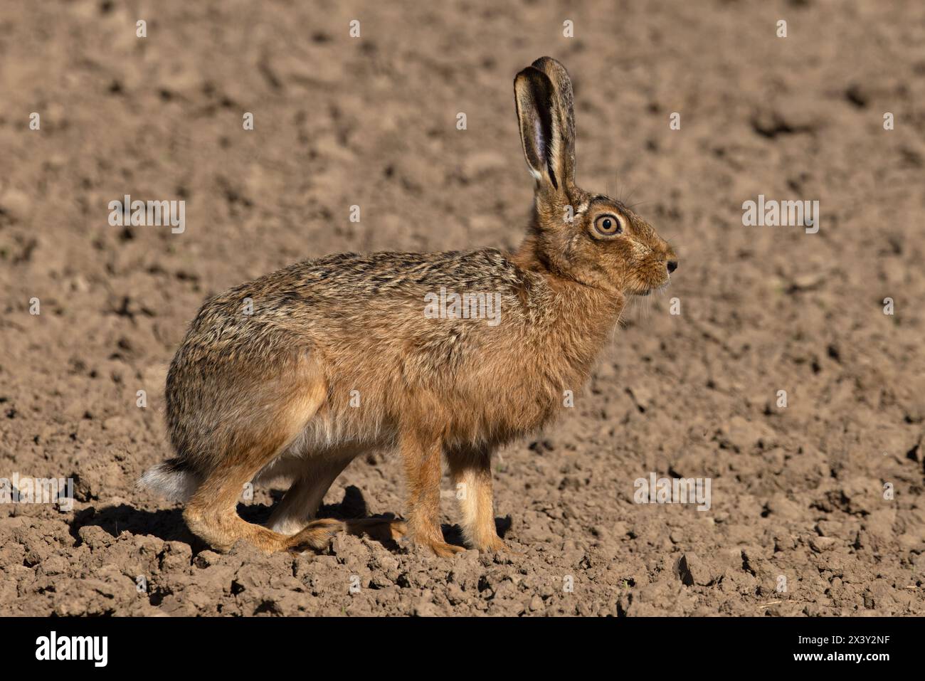 Lièvre brun (Lepus europaeus) Helpringham Fen Lincolnshire avril 2024 Banque D'Images