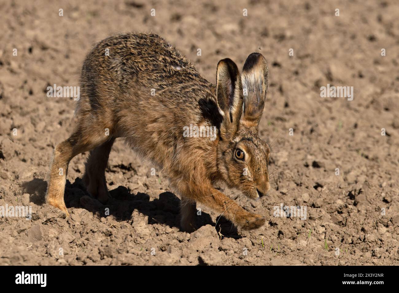 Lièvre brun (Lepus europaeus) Helpringham Fen Lincolnshire avril 2024 Banque D'Images