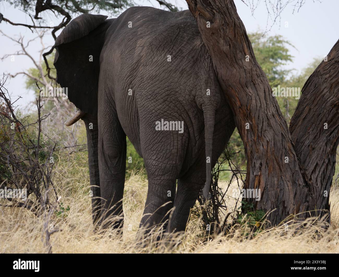 Elefant kratzt sich am Baum, Wellness für Elefanten Banque D'Images