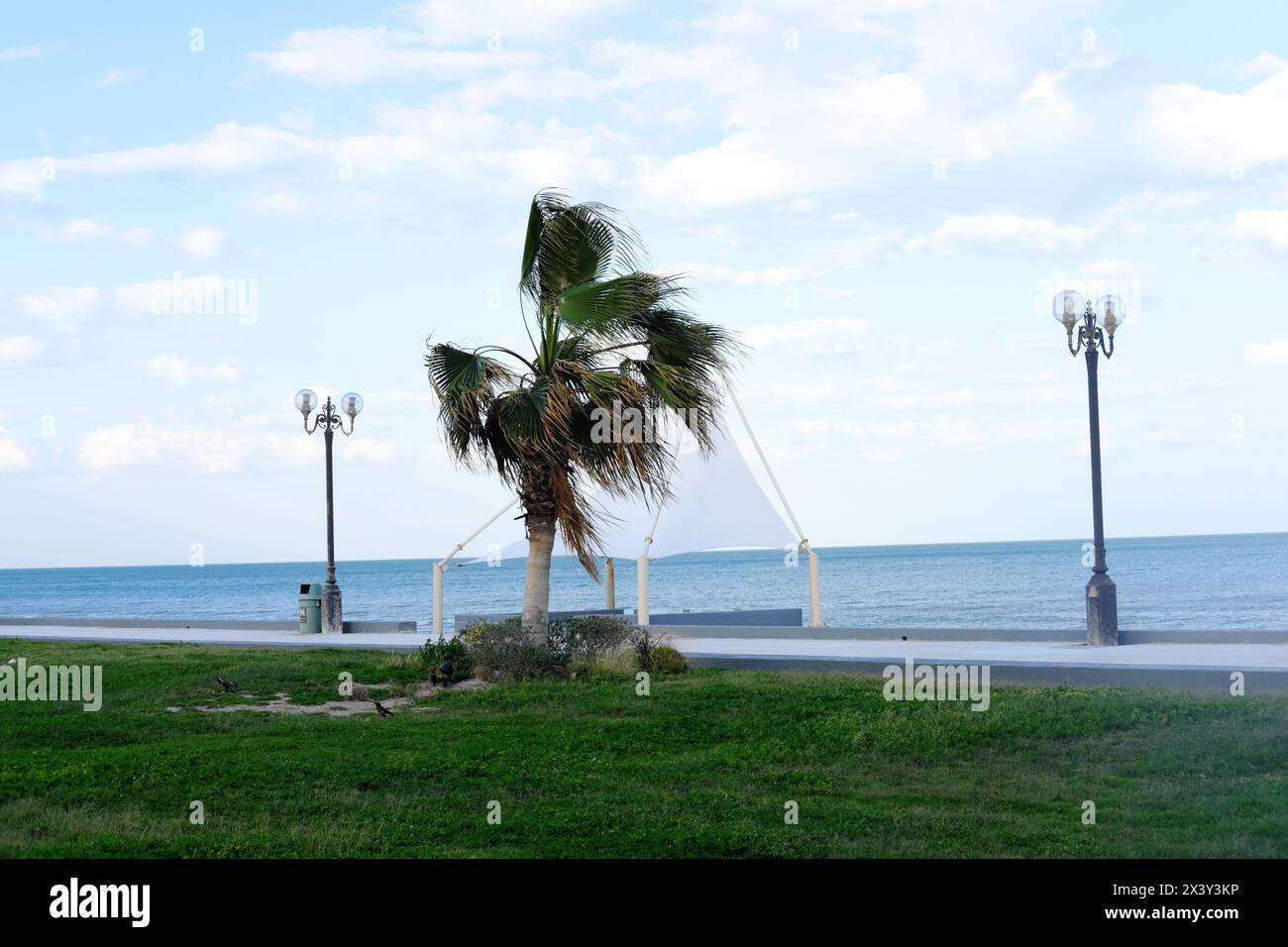 Palmiers, sable dans une journée ensoleillée à Koweït ville Koweït. De hauts bâtiments peuvent être vus en arrière-plan Banque D'Images