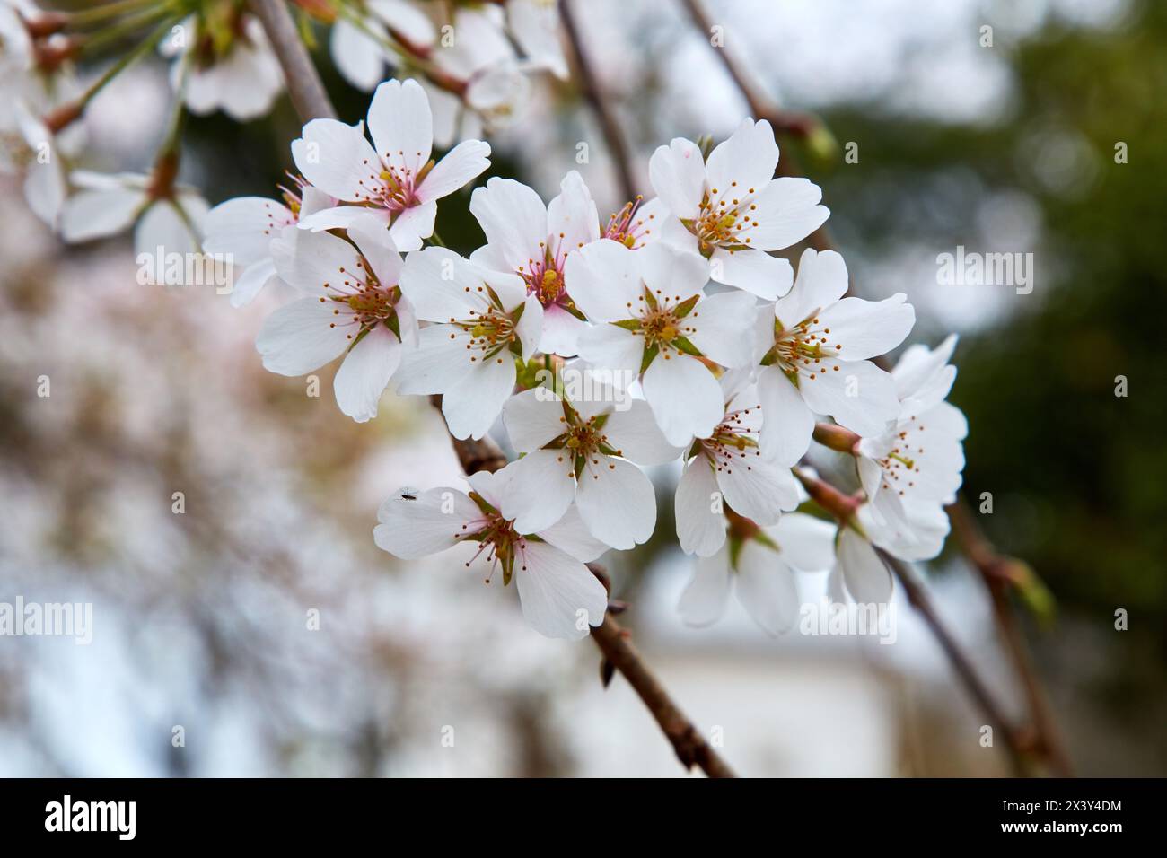 Jardins et Palais de Aiete, Donostia, San Sebastian, Gipuzkoa, Pays Basque, Espagne Banque D'Images