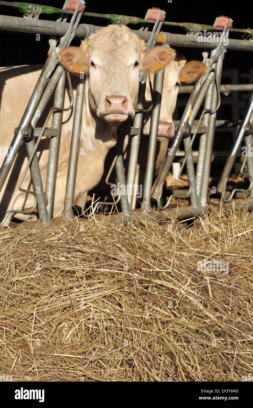 Les vaches se nourrissent de foin dans l'étable de Savoie Tarentaise Banque D'Images