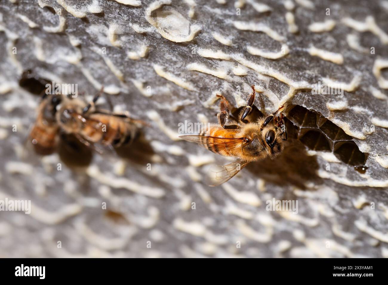 Abeille de miel mangeant du miel dans la ruche d'abeille Banque D'Images