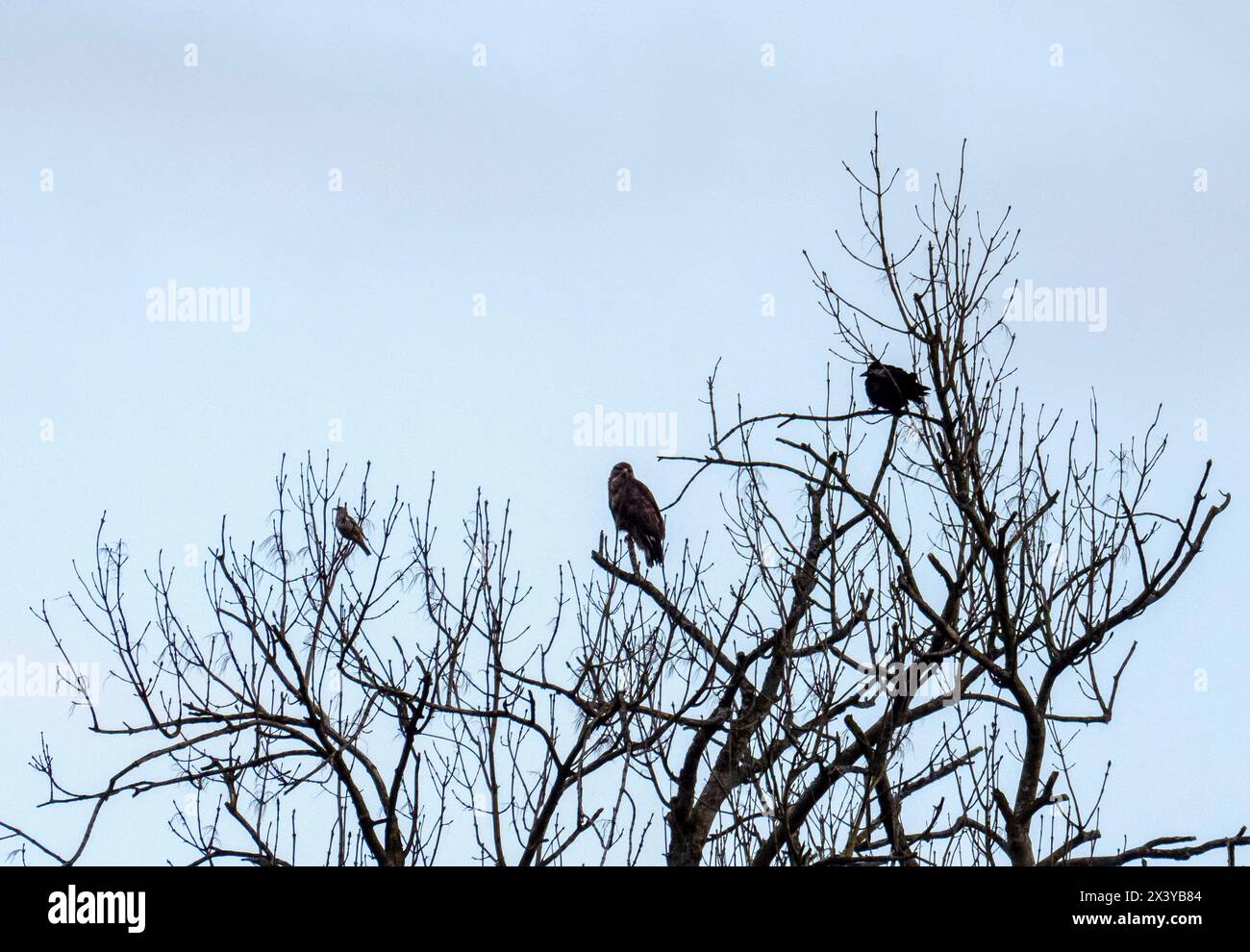 Muguet, Turdus viscivorus, Carrion Crow, Corvus corone et Buzzard commun, Buteo buteo dans un frêne à Ambleside, Lake District, Royaume-Uni. Banque D'Images