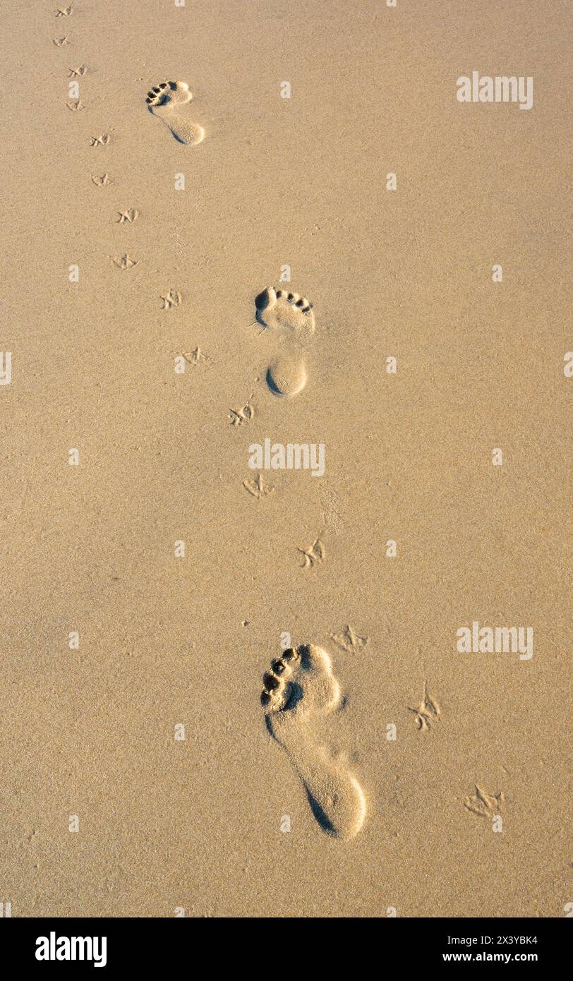 France, Gironde, bassin d'Arcachon, empreintes d'homme et d'oiseau sur la plage de la lagune à la teste-de-Buch Banque D'Images