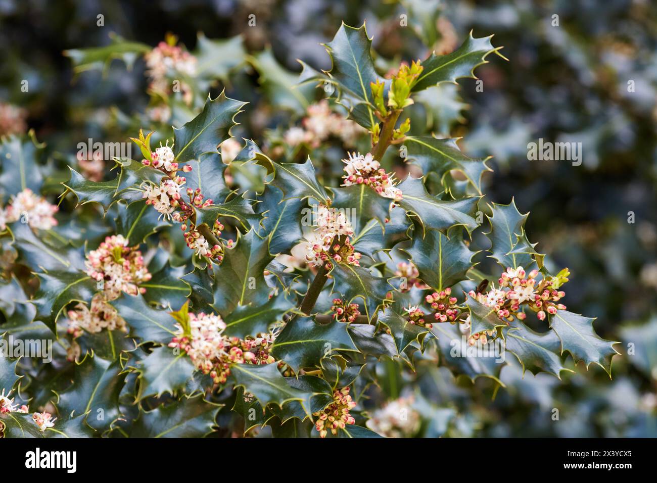 Holly, Sorlada, Navarra, Spain, Europe Banque D'Images