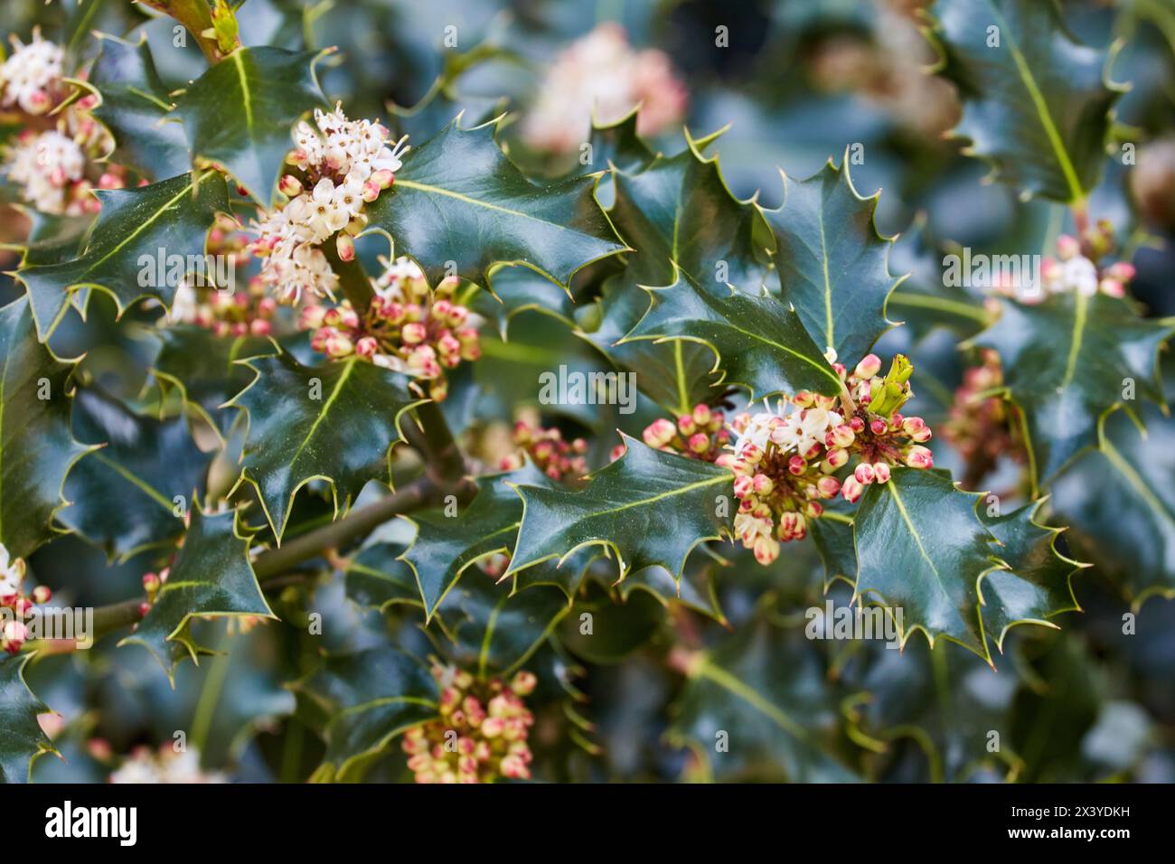 Holly, Sorlada, Navarra, Spain, Europe Banque D'Images