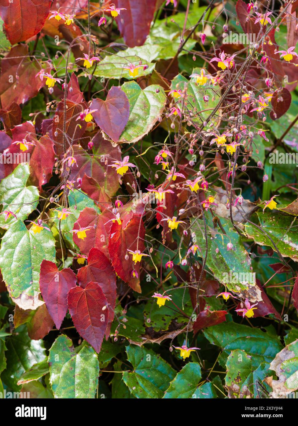 Feuillage printanier rouge et aérosols aérés de fleurs jaunes de l'épimedium 'Wildside Ruby' Banque D'Images