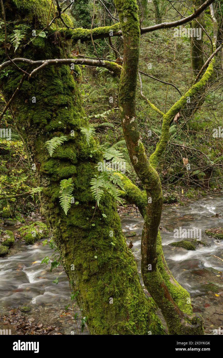 Fougère Polypody commune sur le chêne : Polypodium vulgare. Forêt pluviale tempérée : Tintagel, Cornouailles du nord, Royaume-Uni. Novembre Banque D'Images