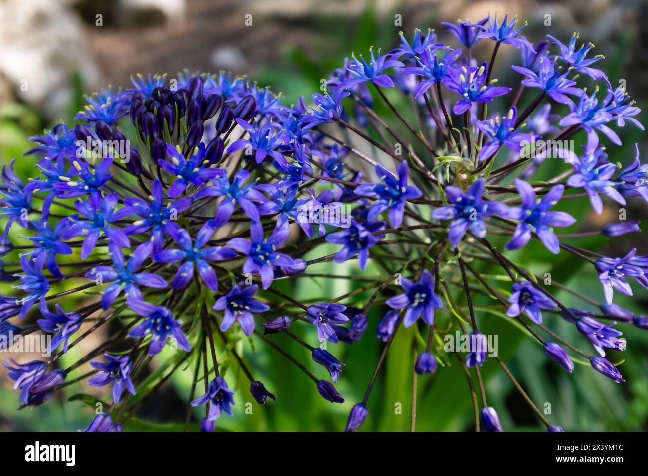 Deux têtes de squills portugaises (Scilla peruviana), leurs fleurs violettes aux coeurs bleus en pleine floraison Banque D'Images