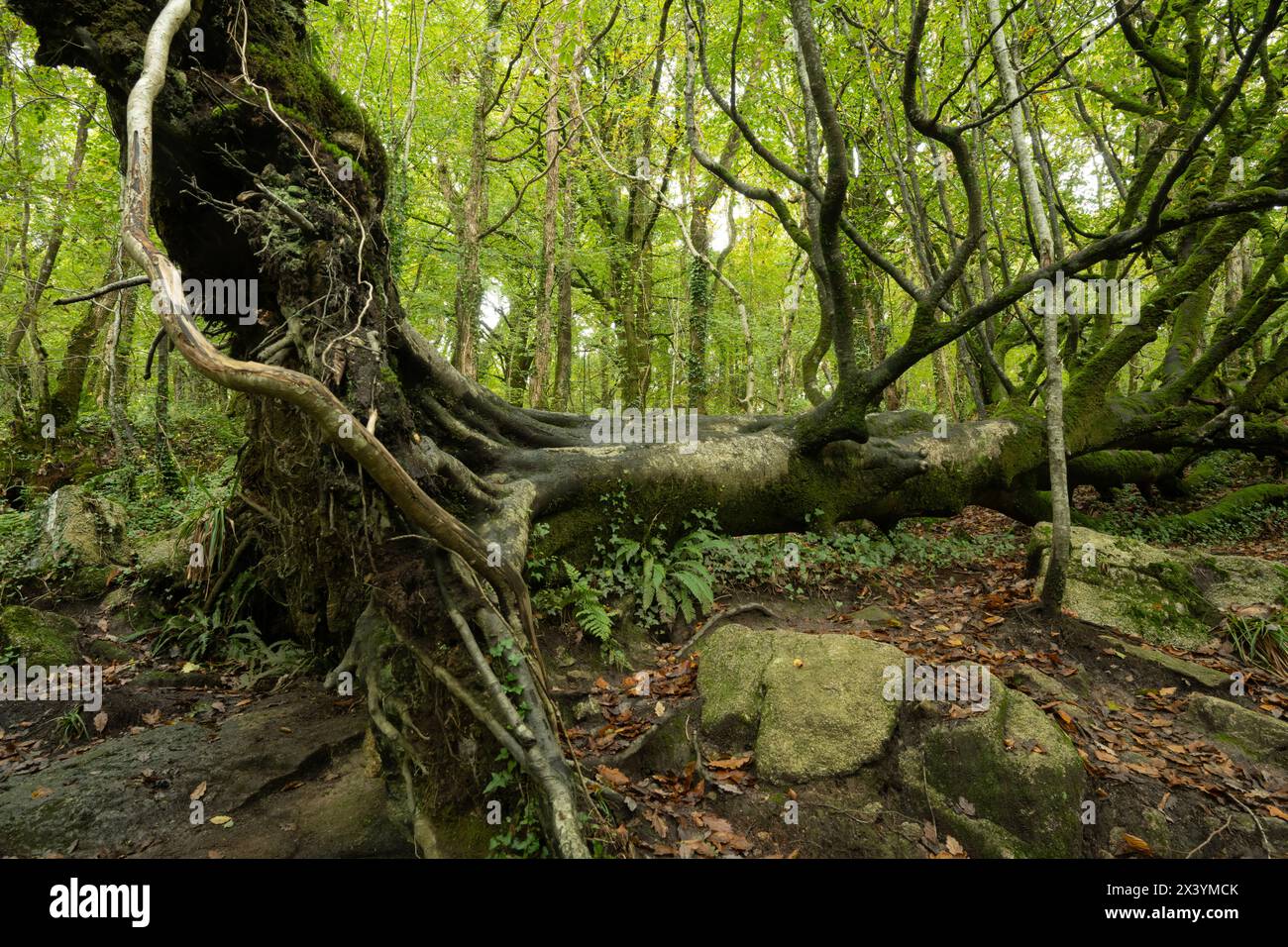 Hêtre tombé (Fagus sylvatica) montrant des racines peu profondes. Golitha Falls, Cornouailles, Royaume-Uni Banque D'Images