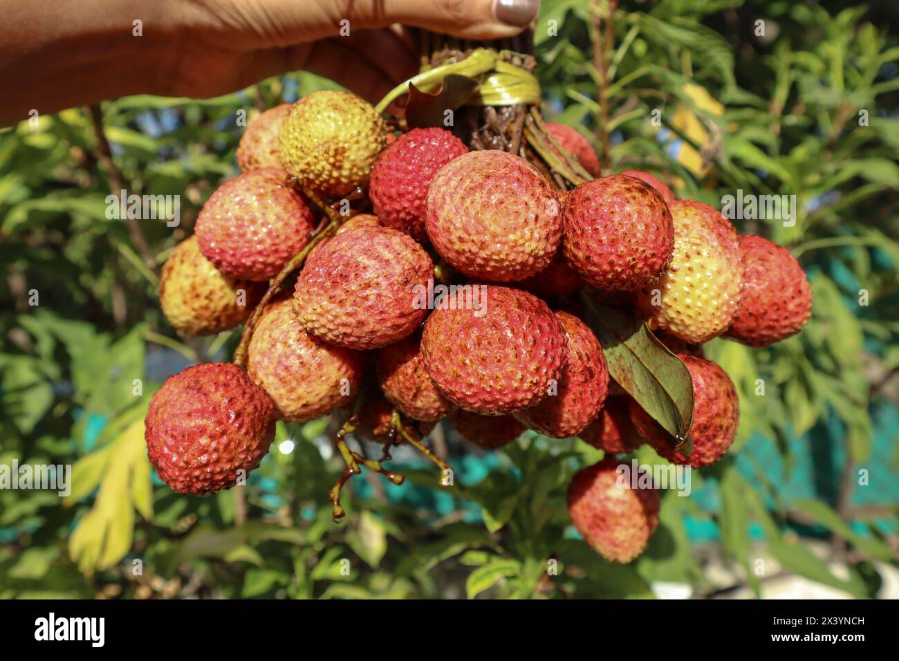 Bouquet de fruits frais Litchi, le fruit Lychee est doux, pulpé, juteux Banque D'Images