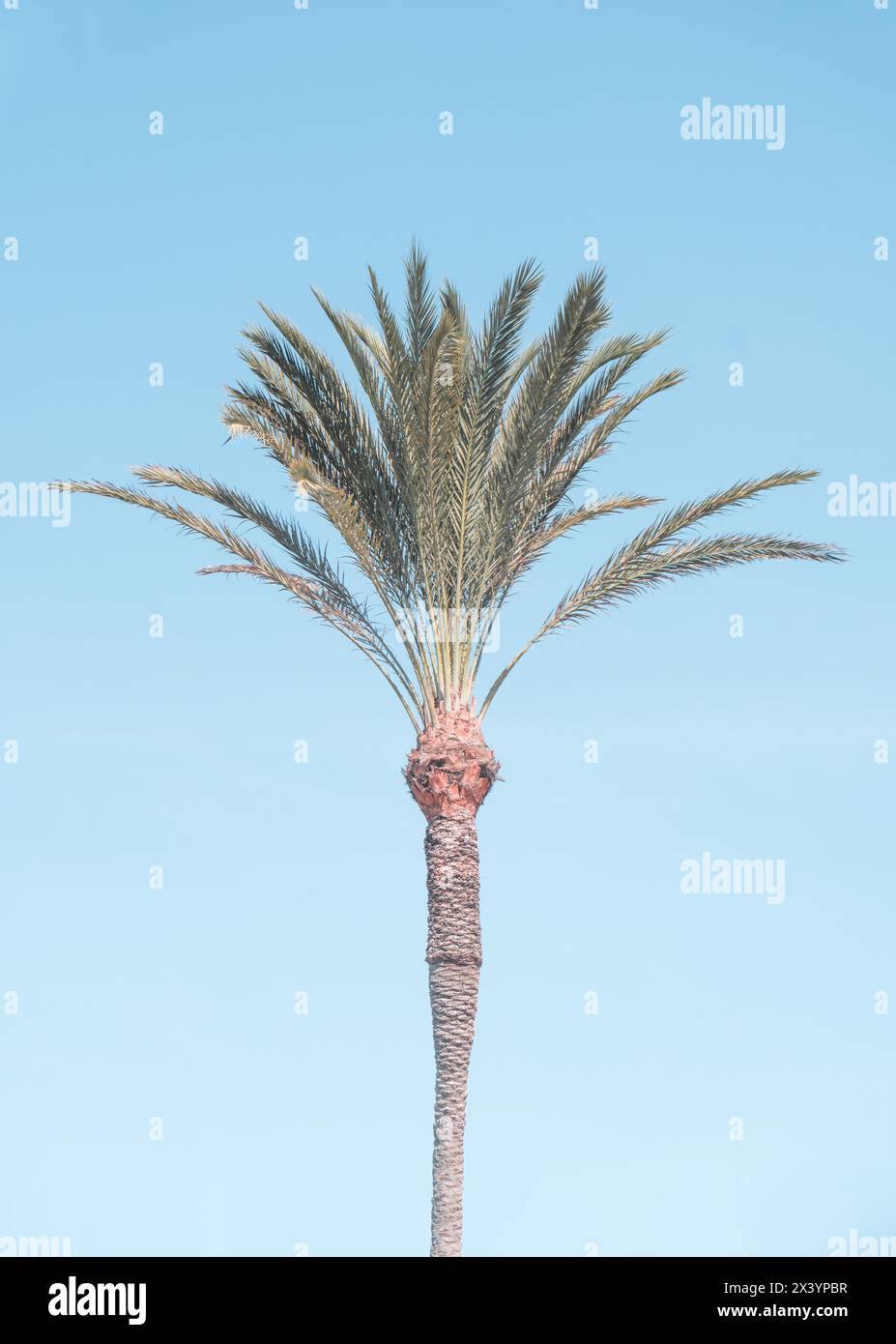 Palmier avec ciel bleu, clair, pâle, effet de couleur rétro. Image idillique et heureuse pour la décoration. Banque D'Images