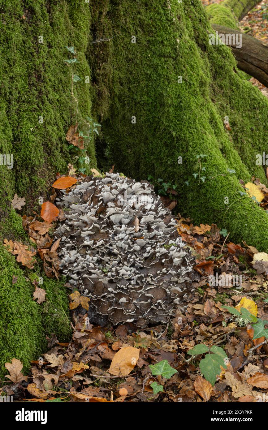 Champignon de la poule des bois : Grifola frondosa. Ebernoe, Sussex, Royaume-Uni. Poussant sur la base du chêne. Banque D'Images