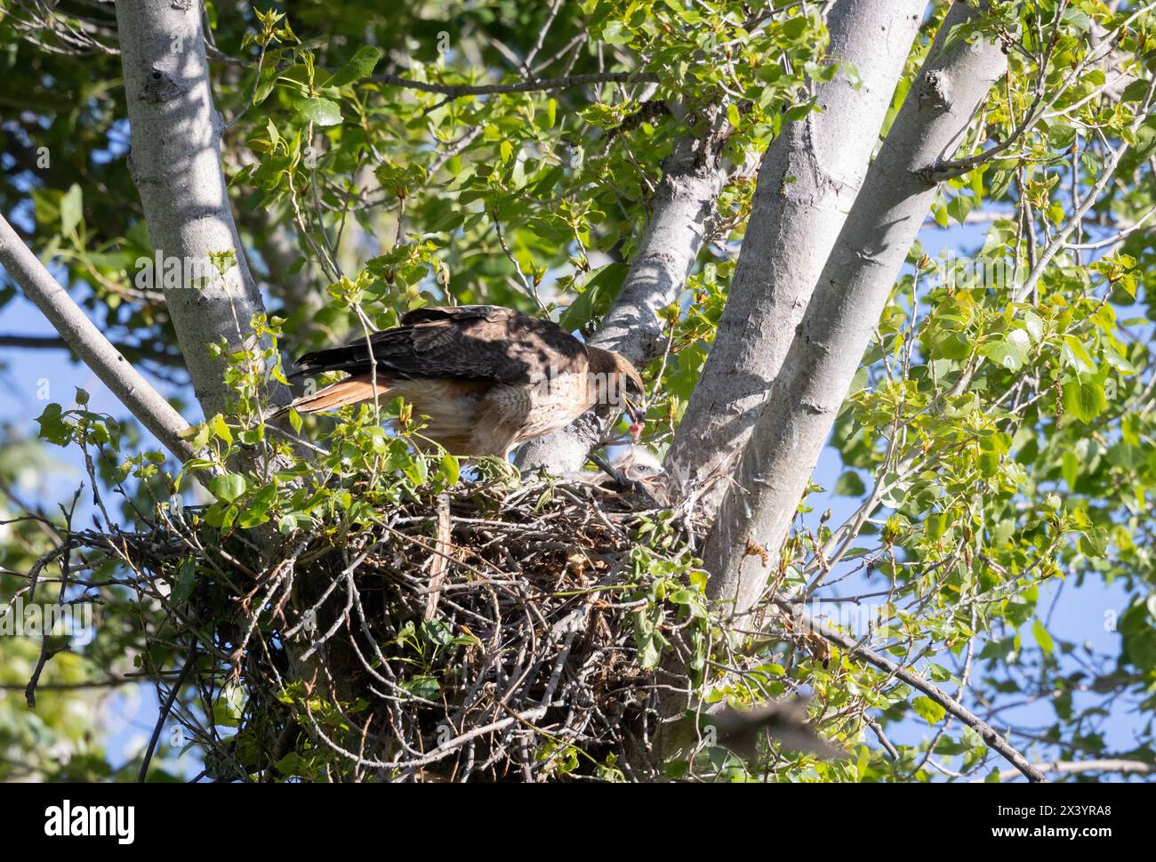 Red Tail Hawk offrant de la nourriture à Chick in Nest Banque D'Images