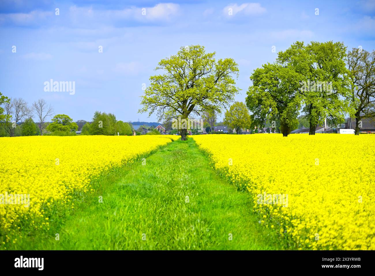 Champs de colza dans la réserve naturelle Kirchwerder Meadows à Hambourg, Allemagne Banque D'Images