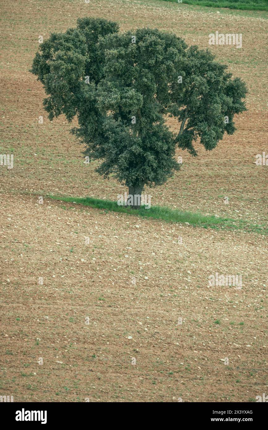 Le chêne vert (Quercus ilex) sa couronne est généralement taillée dans le but d'améliorer la production de fruits par la taille des olives, acquérant ainsi un hémisphérique Banque D'Images