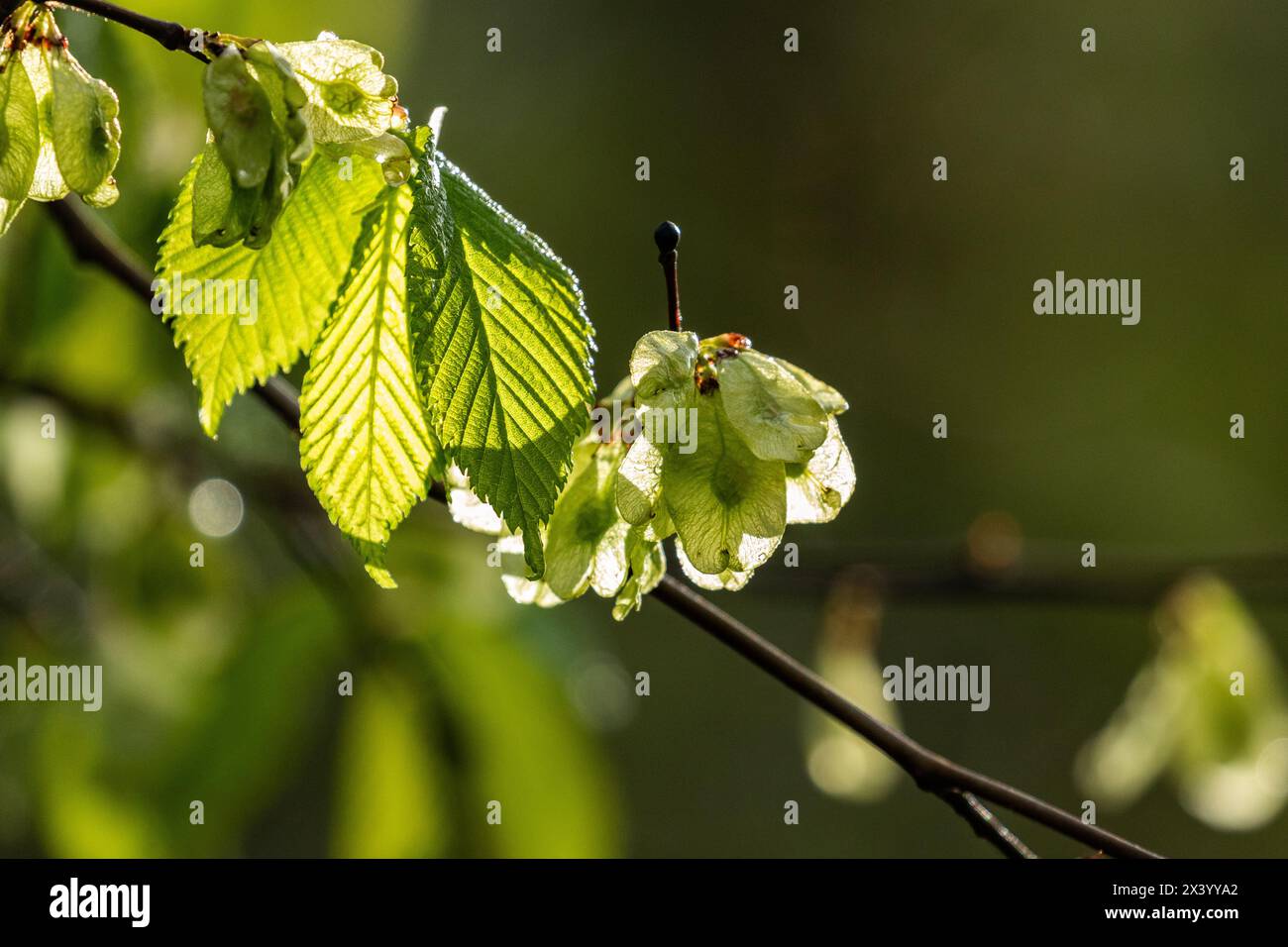 L'orme (Ulmus Procera) feuilles et fruits au printemps. Banque D'Images