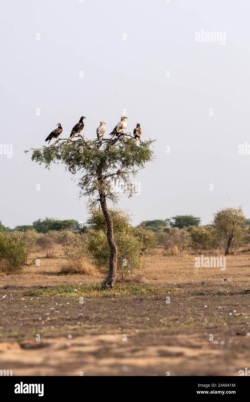 Des vautours égyptiens perchés sur un arbre à l'intérieur de la réserve de conservation de Jorbeer à la périphérie de Bikaner, Rajasthan, lors d'un safari animalier Banque D'Images