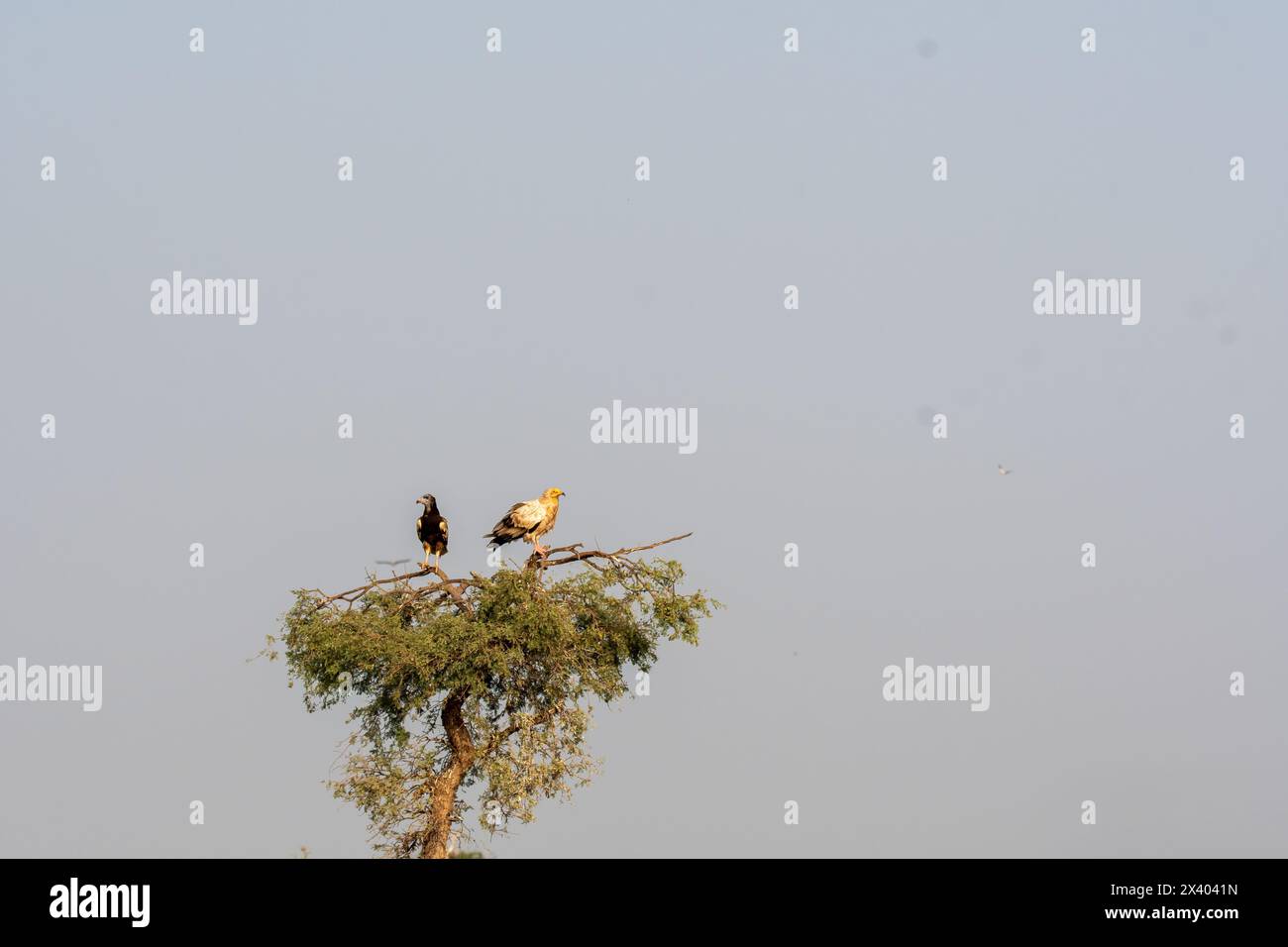 Des vautours égyptiens perchés sur un arbre à l'intérieur de la réserve de conservation de Jorbeer à la périphérie de Bikaner, Rajasthan, lors d'un safari animalier Banque D'Images