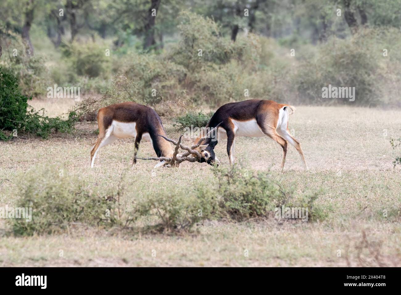 Deux mâles BlackBucks luttant pour la domination et l'accouplement dans le sanctuaire Blackbuck à Tal Chappar, Rajasthan lors d'un safari de la faune Banque D'Images