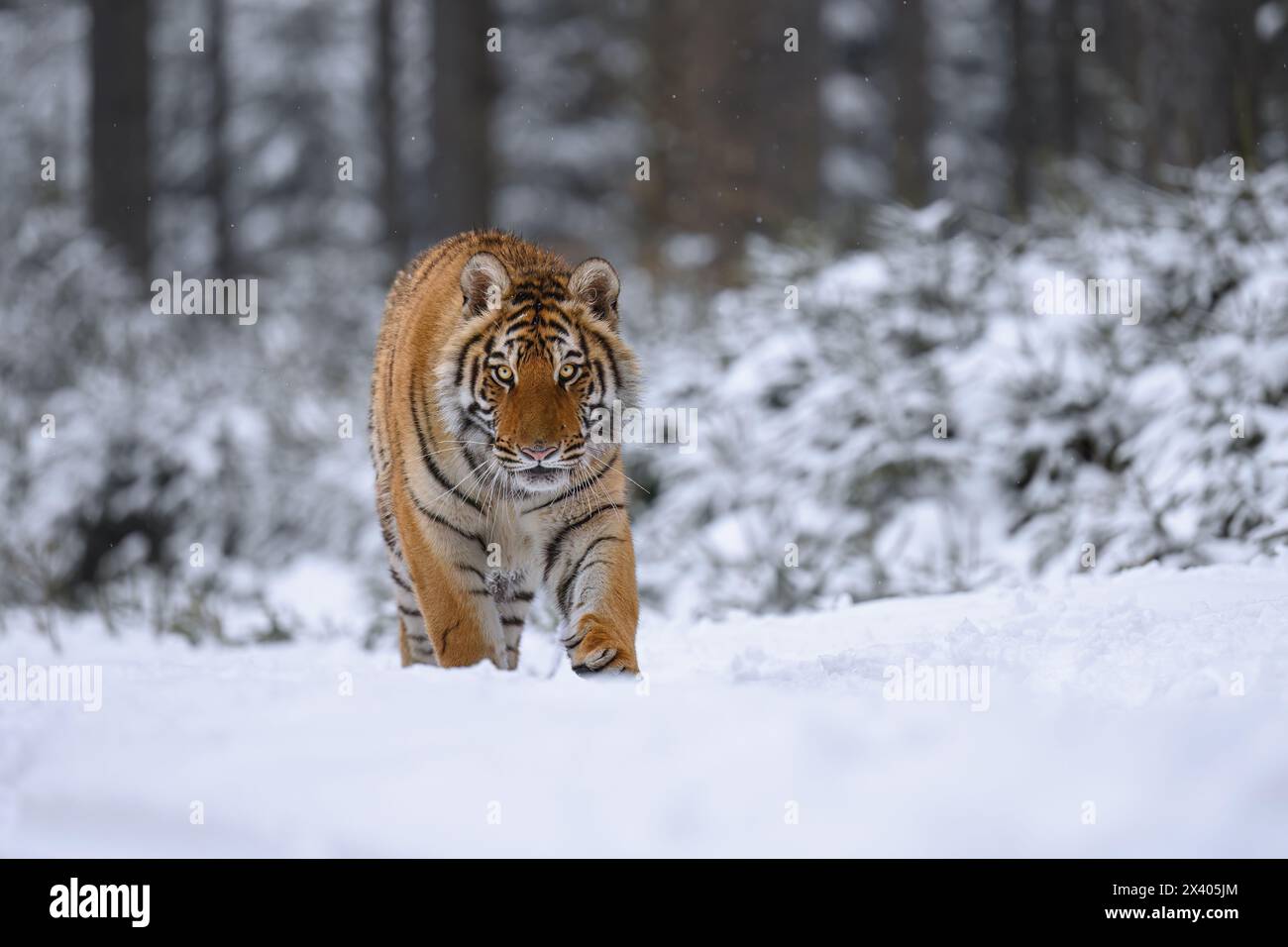 Un grand tigre en promenade à travers le paysage hivernal. Banque D'Images
