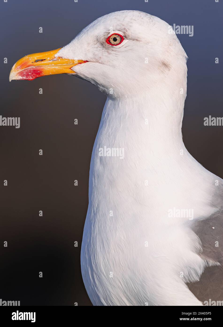Goéland à pattes jaunes, (Larus cachinnans atlantis), portrait de tête en vue latérale rapprochée, à Tenerife, îles Canaries Banque D'Images